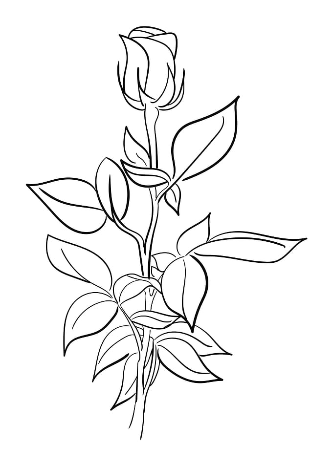 Hand drawn rose flower 04