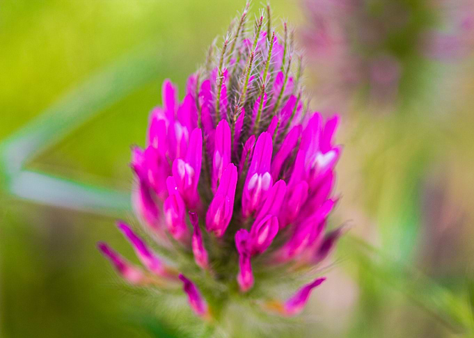 Pinky Flower