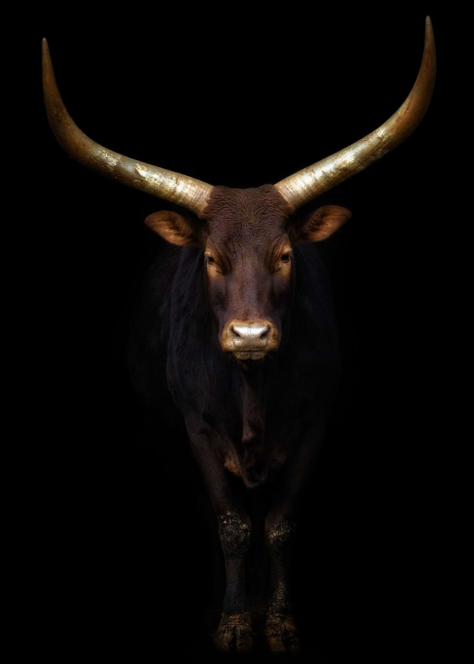 Horned Watusi