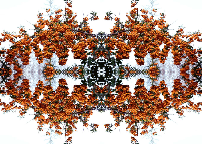 Symmetry nature photo