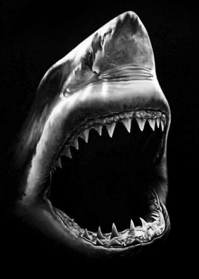 Big Shark