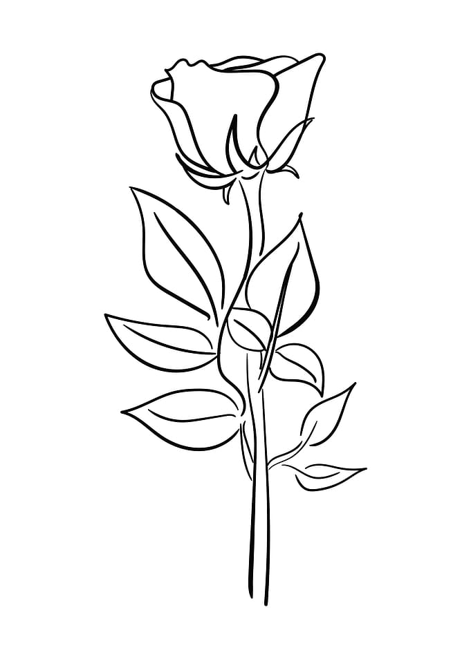 Hand drawn rose flower 05