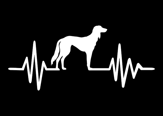 Saluki