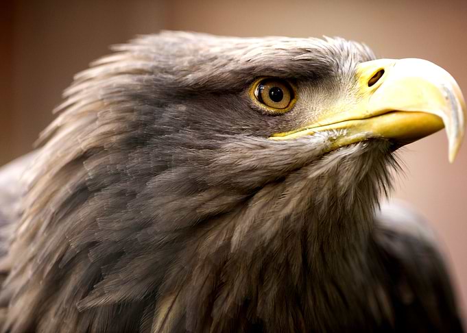Eagle Adler