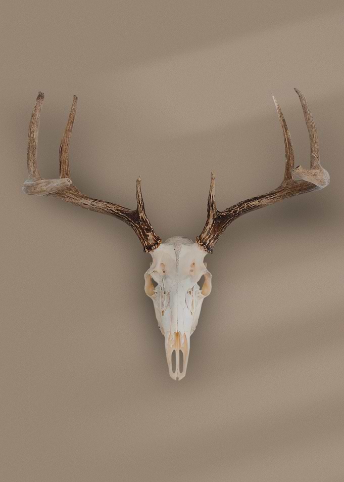 Bohemian Animal Skull Boh