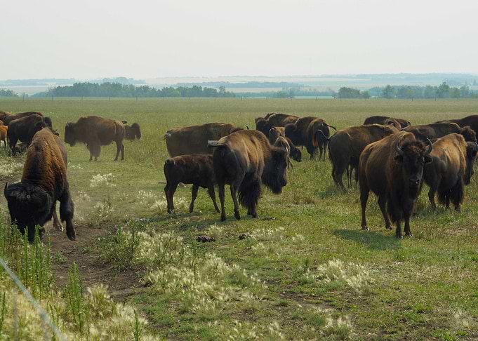 floor green bison