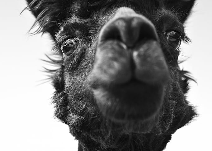 animals pets wild animals