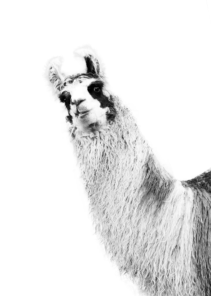 Cute Llama Black White 1