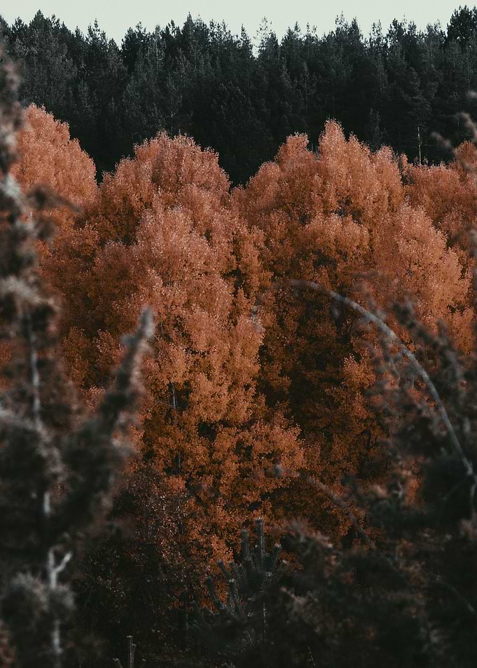 The Forest