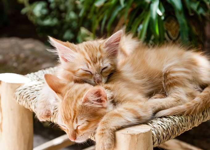 Cute Cat and Kitty