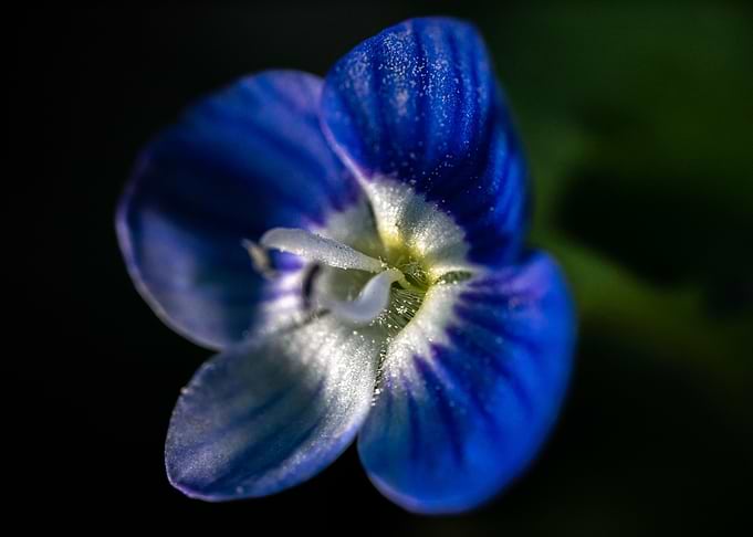 Blue and White Flower
