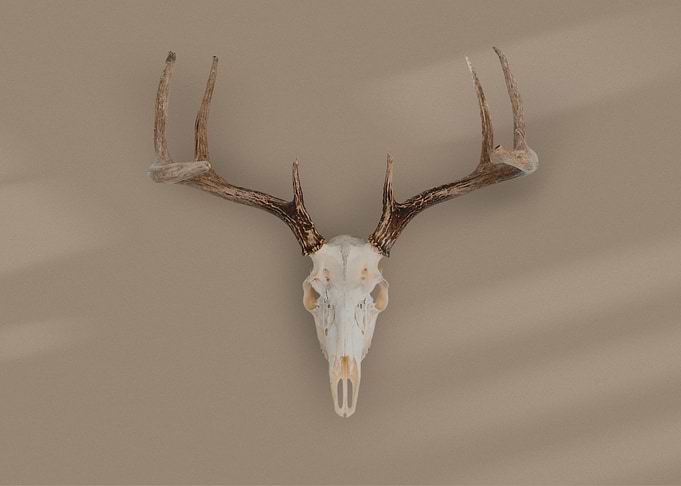 Bohemian Animal Skull Boh