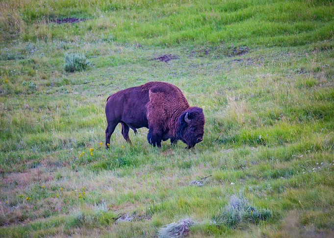 purple bison