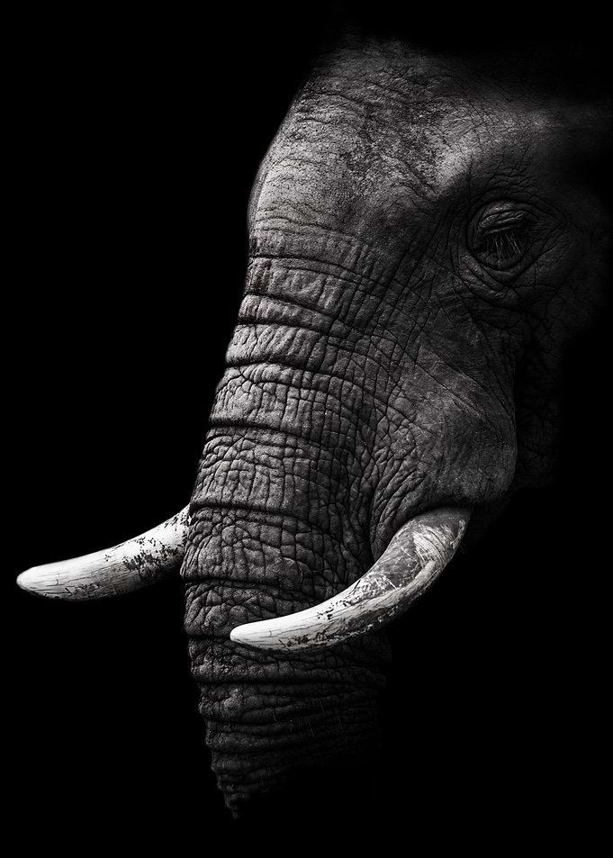 Wise Elephant