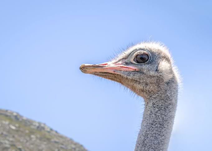Ostrich