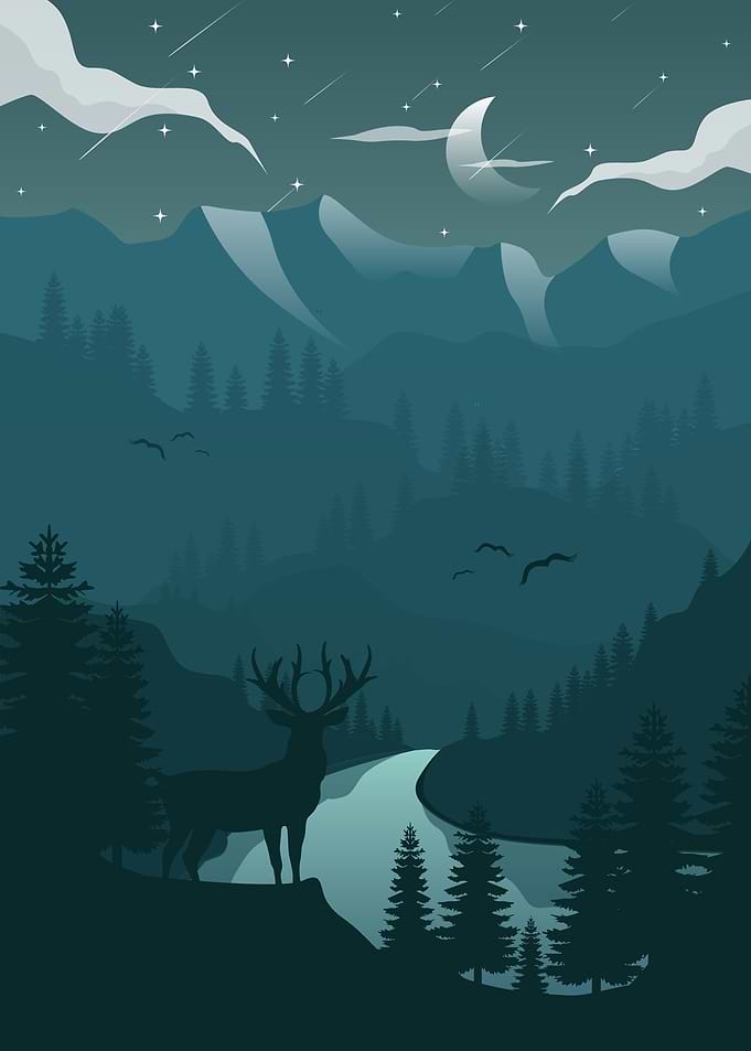 A Night in Forest