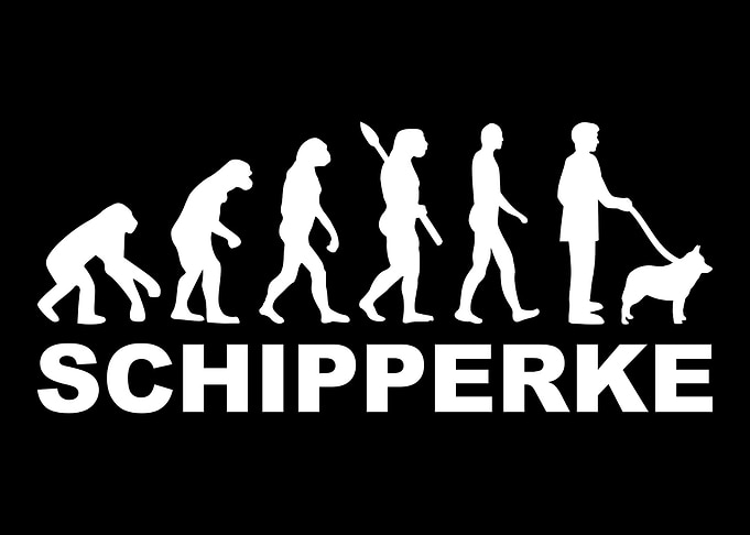Schipperke