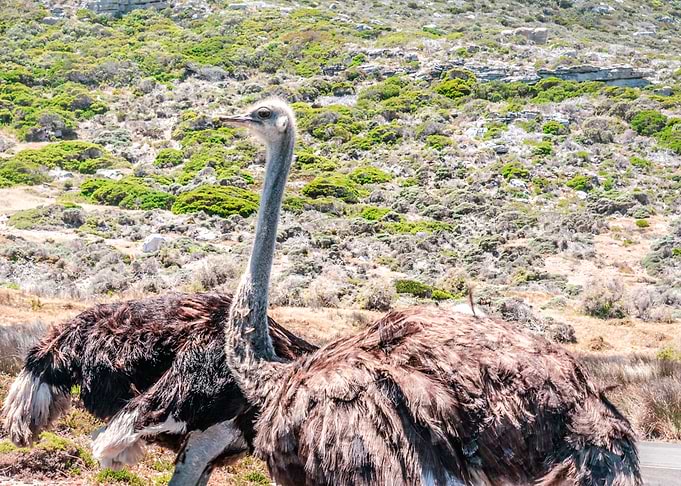 Ostrich