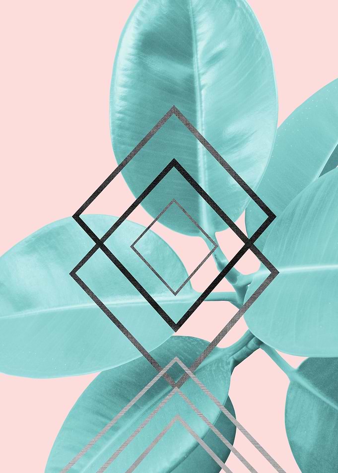 Ficus Elastica Geo Glam 1