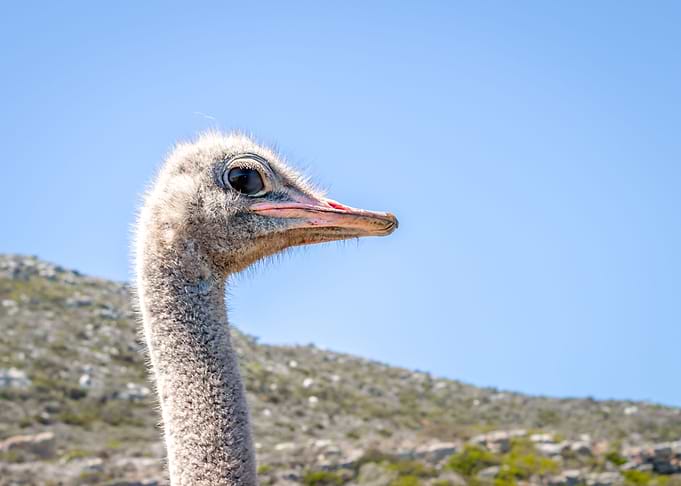 Ostrich