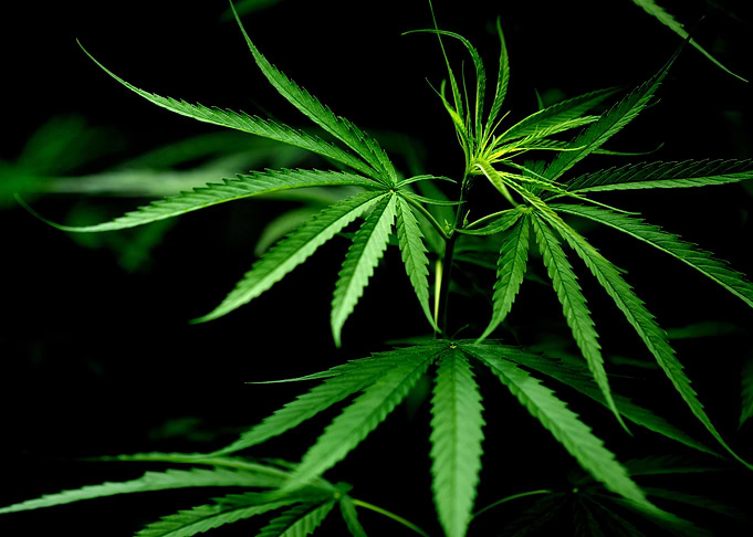 Weed Dope Marijuana
