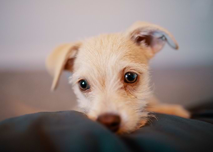 Puppy Eyes