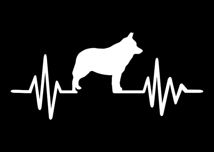Schipperke