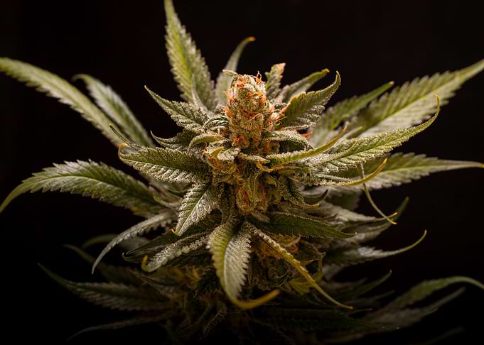 Weed Dope Marihuana