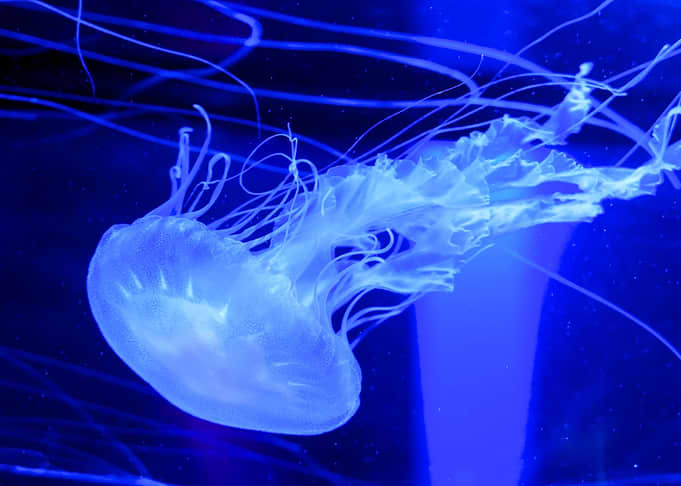 Angelic Jellyfish