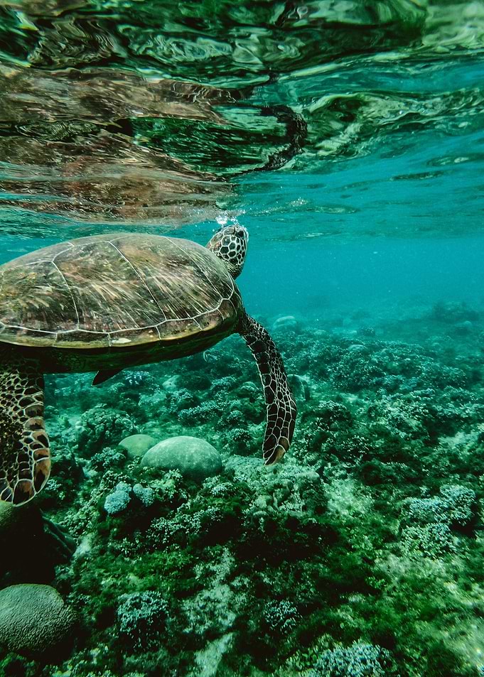 Turtle breath
