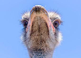 Ostrich