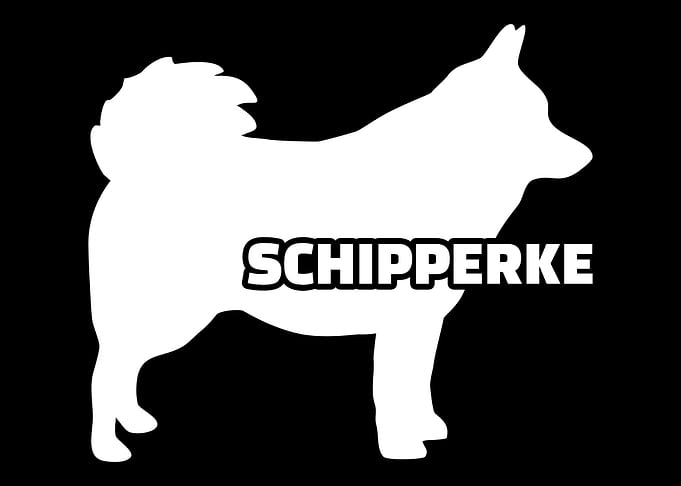 Schipperke