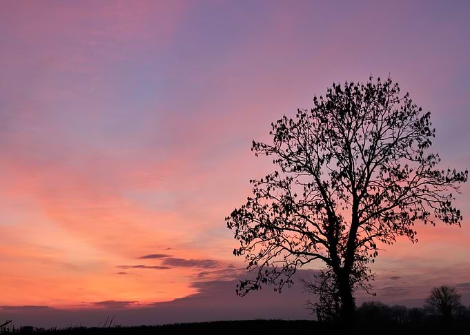 Tree silhouette