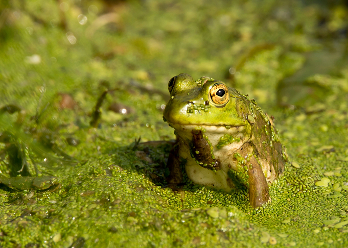 Green frog in pond