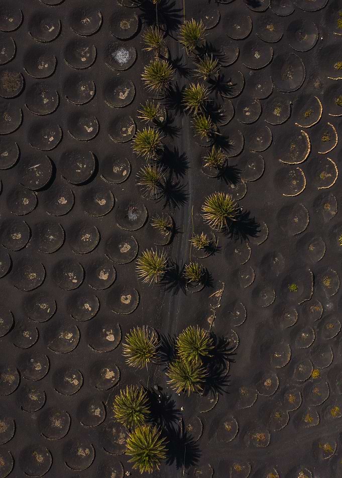 Palm Trees on Black