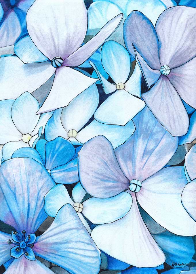 Blue Hydrangea
