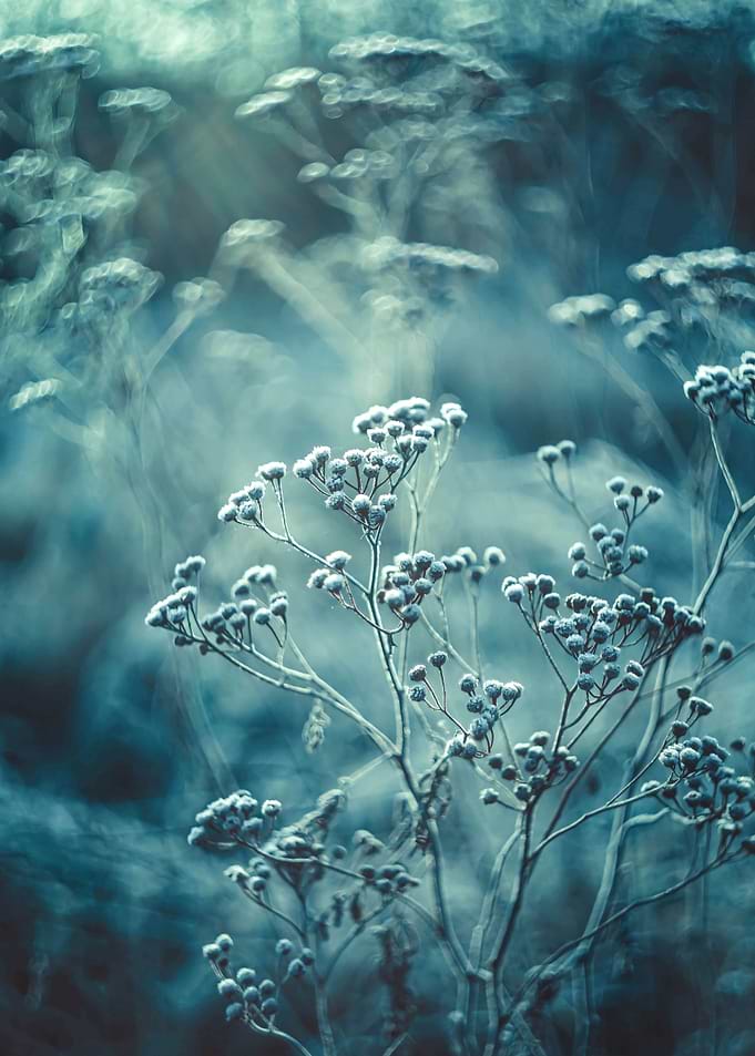 Floral composition