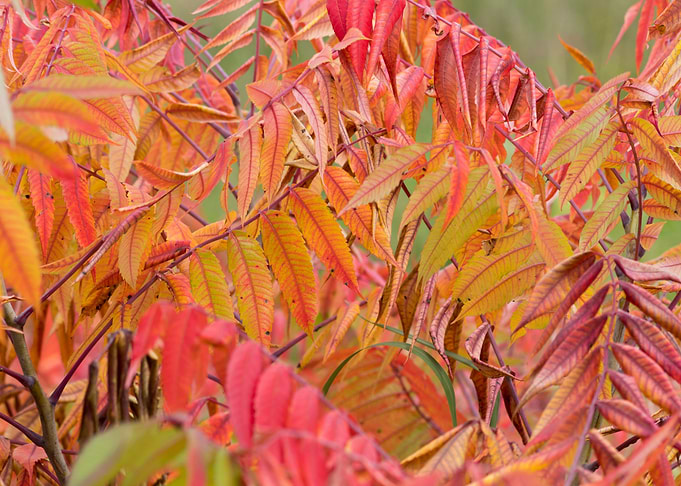 Colorful autumn leaves