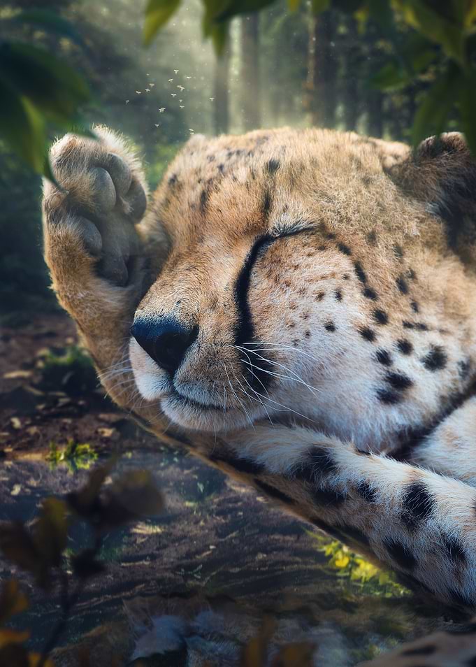 Cheetah