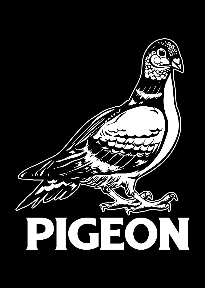 Pigeon Bird