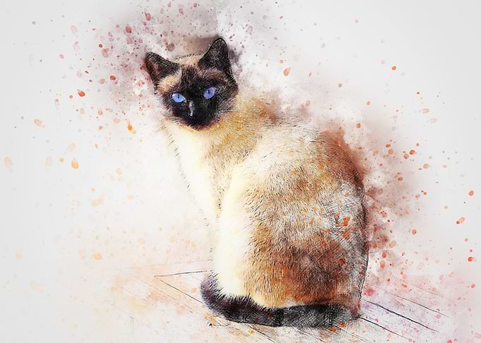 Cat Siamese painted