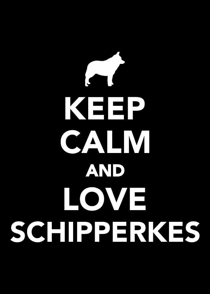 Schipperke