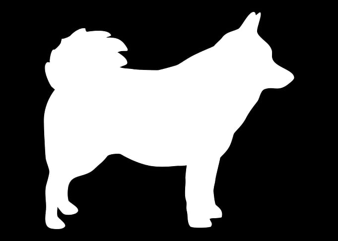 Schipperke