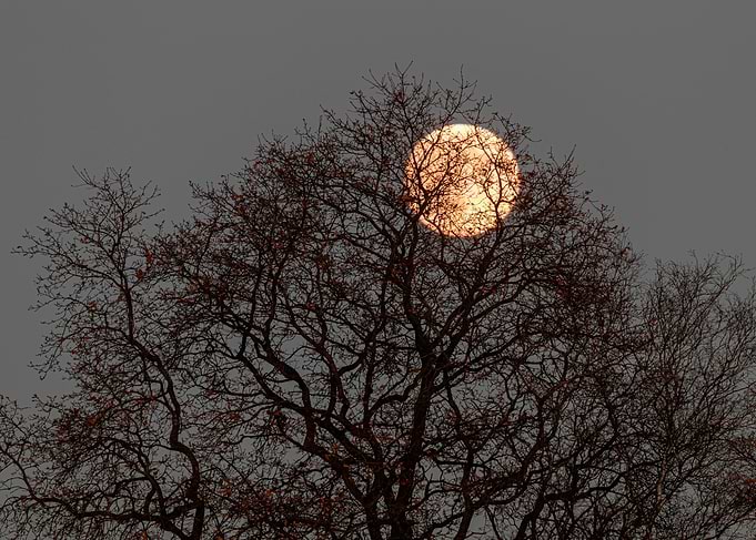 The moon through the tree