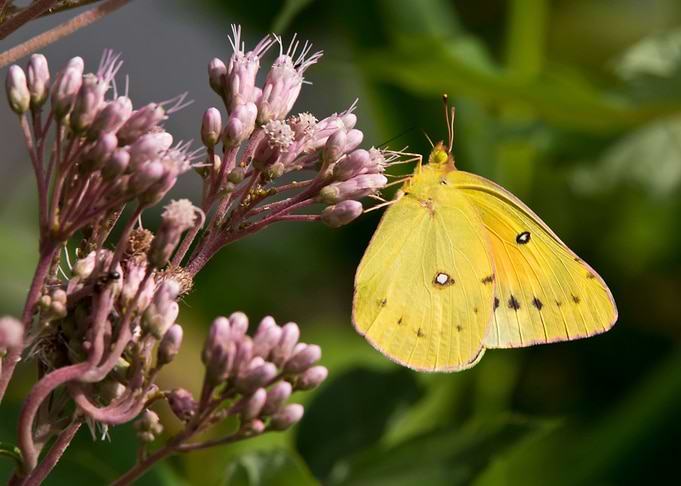 Yellow butterfly on flower