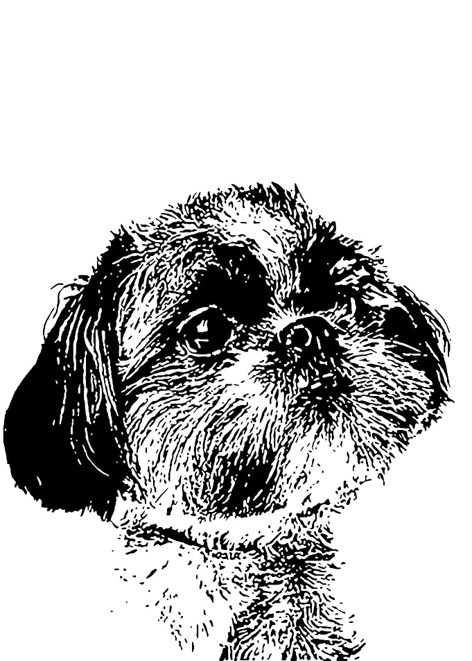 Shih Tzu Ink Pen Art