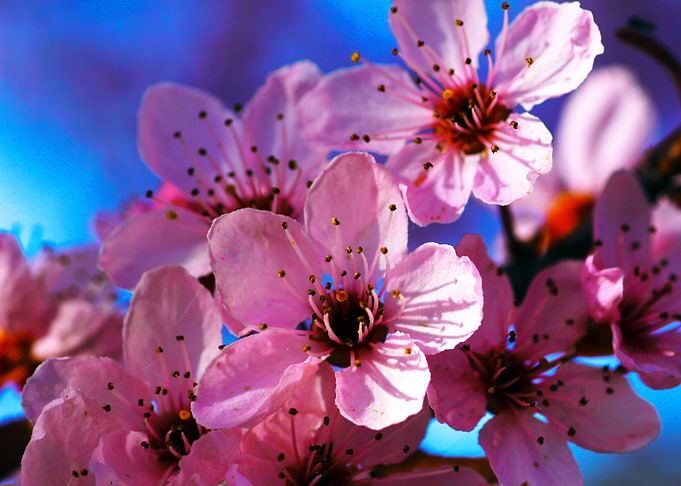 Pink flowers