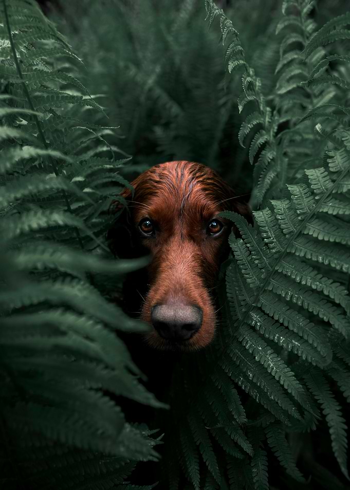 Framed By Ferns