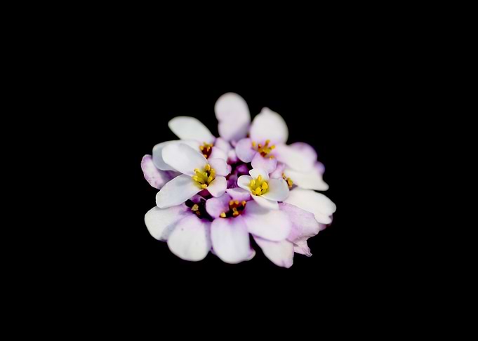 Cute flowers