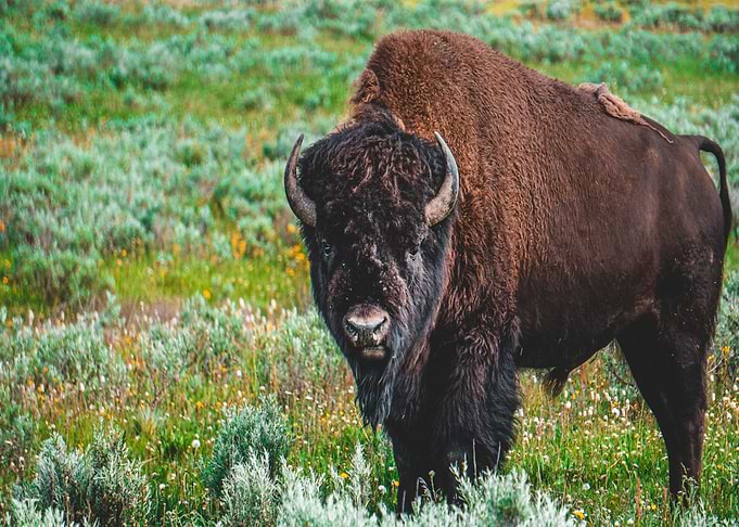 bison green flower